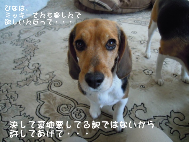 c0166622_20484329.jpg