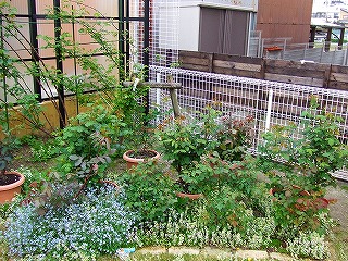 a0104162_2373548.jpg