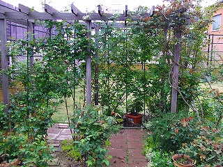 a0104162_2375868.jpg