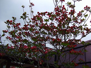 a0104162_238229.jpg