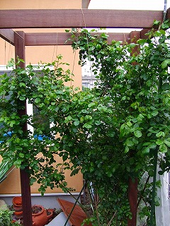 a0104162_2382837.jpg