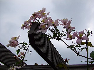 a0104162_2383599.jpg