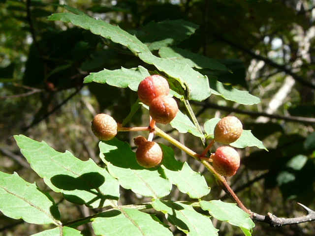 e0145782_19372443.jpg