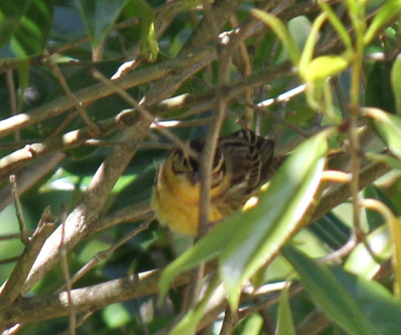 e0197884_15422015.jpg