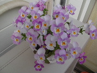 f0235289_7233473.jpg