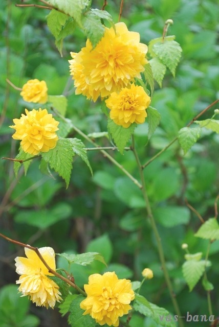 e0025300_15435743.jpg