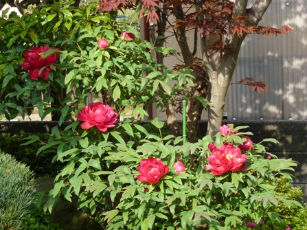 c0042418_1415559.jpg
