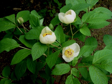 c0042418_14194121.jpg