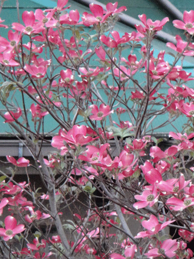 c0197829_1530191.gif