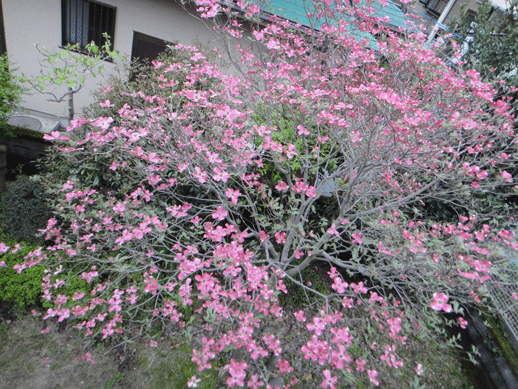 c0197829_15302639.gif