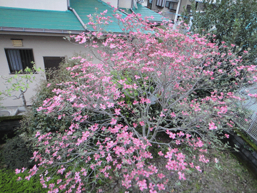 c0197829_15303525.gif
