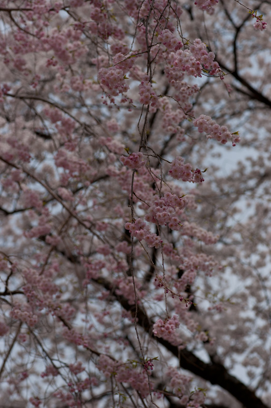b0177233_5284183.jpg