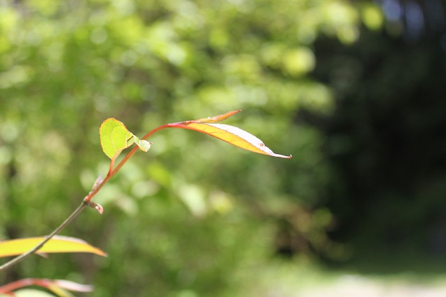 b0184636_1236249.jpg