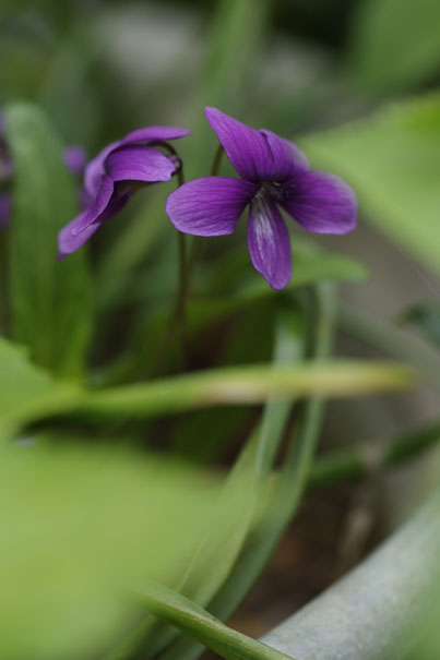 b0075541_138110.jpg