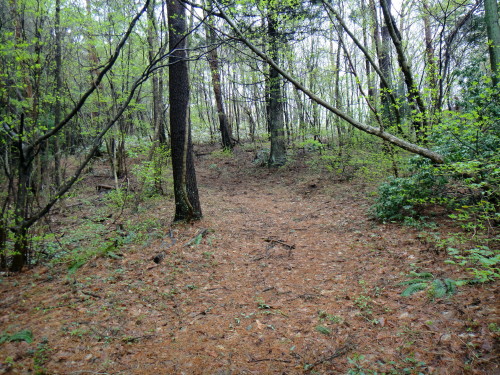 c0179351_114885.jpg
