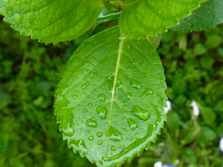 e0175258_1381853.jpg