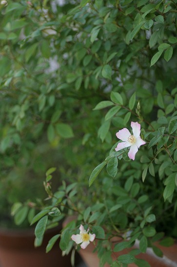 c0186463_1646237.jpg