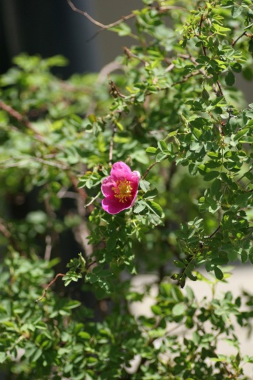 c0186463_1649344.jpg