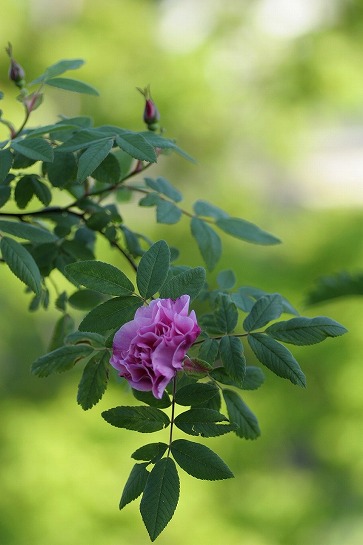 c0186463_16563092.jpg