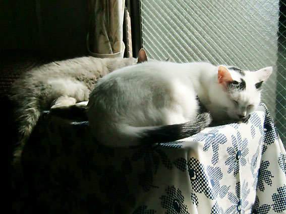 c0226874_1718745.jpg