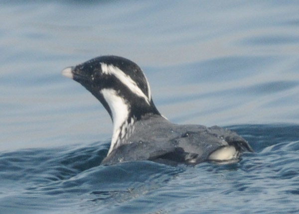 f0159390_952575.jpg