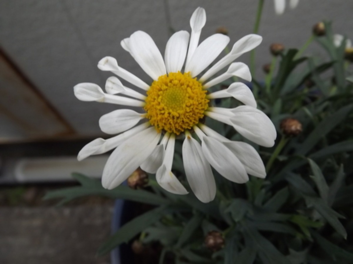 e0033229_21333555.jpg