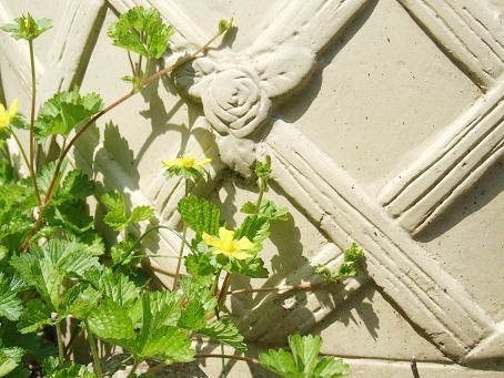b0089338_23365629.jpg