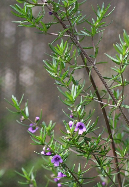 f0157538_17321673.jpg