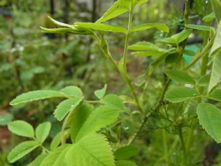 a0223650_1146798.jpg