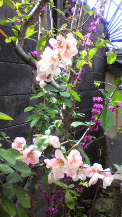 d0175151_2275933.jpg