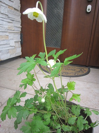 c0202870_9252275.jpg