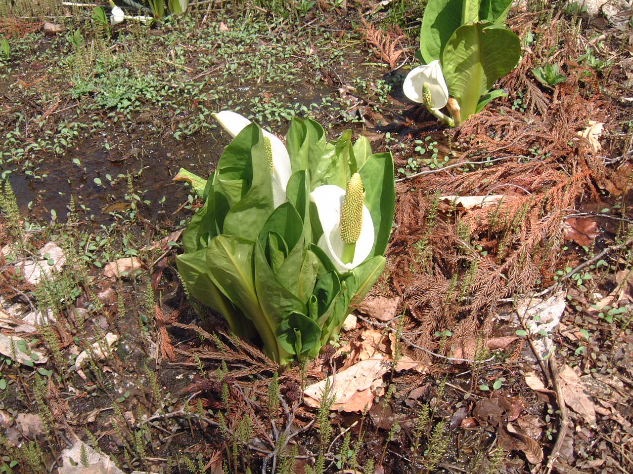 c0237780_11123970.jpg