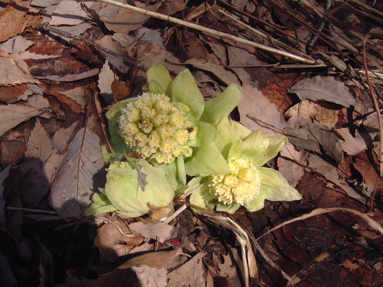 c0237780_11131765.jpg