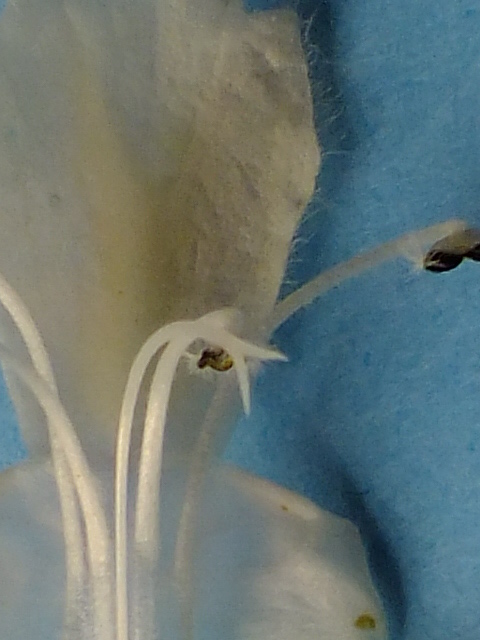 e0145782_11204773.jpg