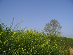 a0142083_21155076.jpg