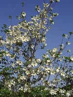 a0142083_21203136.jpg