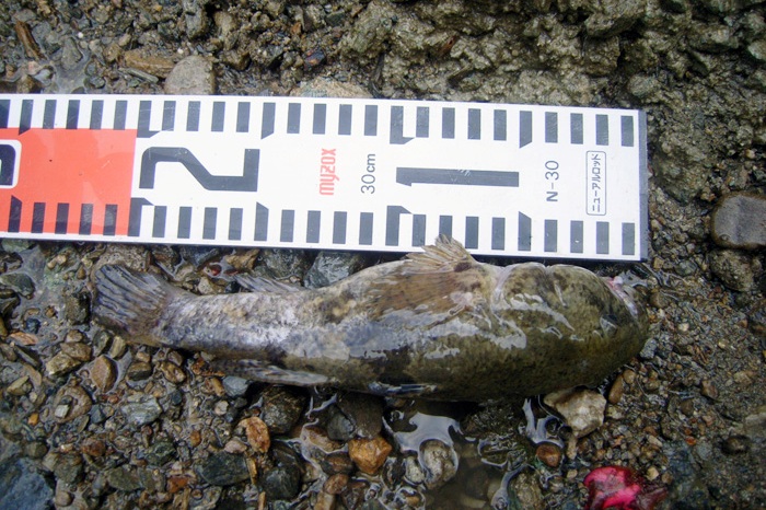 c0239784_114422.jpg