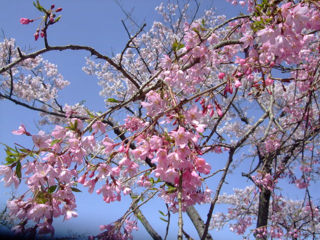 f0100593_18585569.jpg