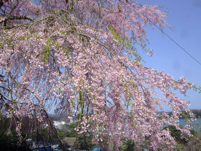f0100593_1859159.jpg