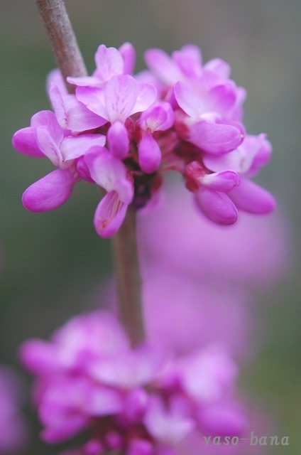 e0025300_1146016.jpg