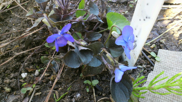 b0035611_20205233.jpg