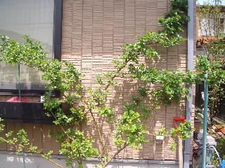 f0157414_1850096.jpg
