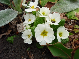 e0004756_2020208.jpg