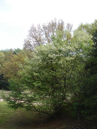 b0061261_21335010.jpg
