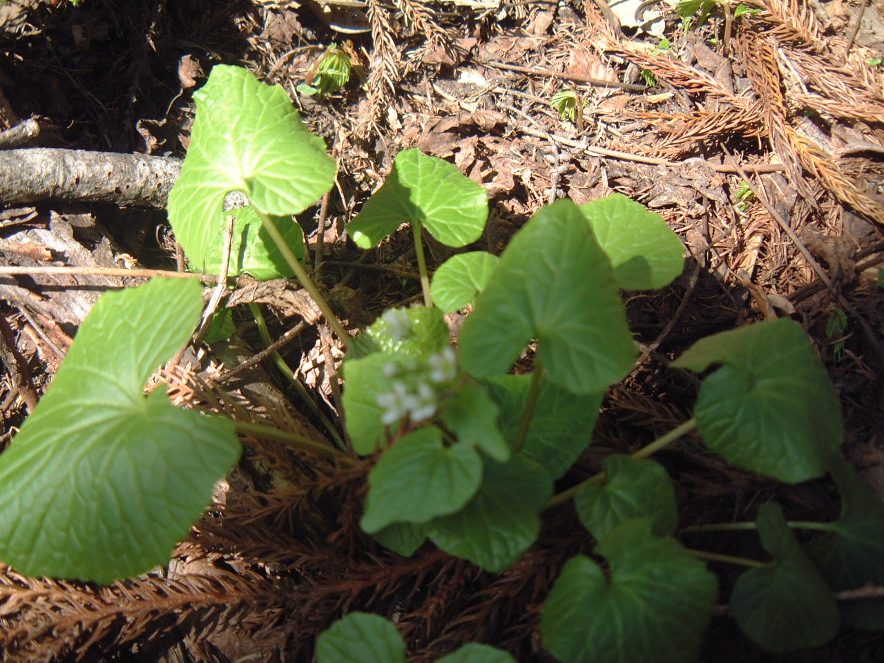 c0237780_1211108.jpg