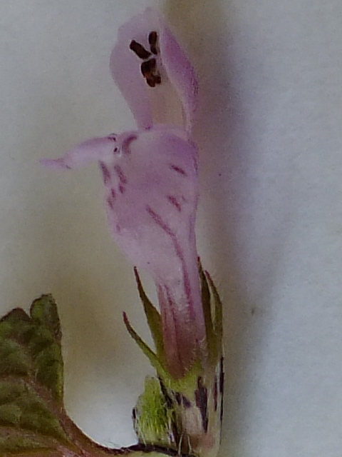 e0145782_623823.jpg
