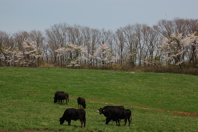 b0203588_2013965.jpg