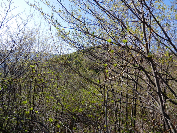 d0170615_6264738.jpg