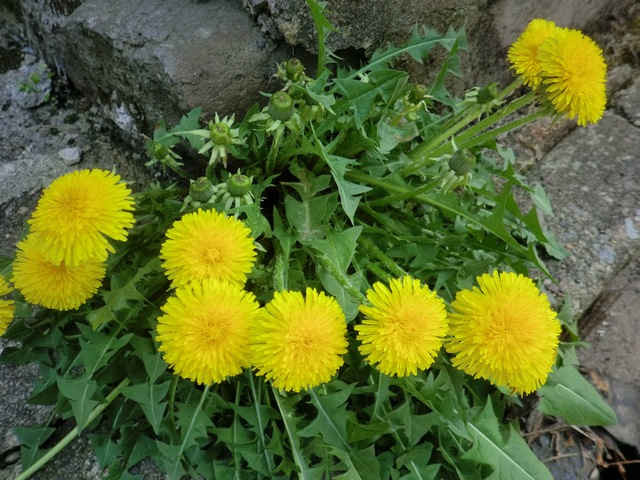 a0256418_20133055.jpg
