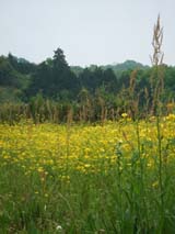 c0188928_1556516.jpg